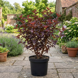 1 Physocarpus Sweet Cherry Tea Ninebark Plant, Hardy Deciduous Flowering Shrub, 3 Litre Root-Ball - Frankton's