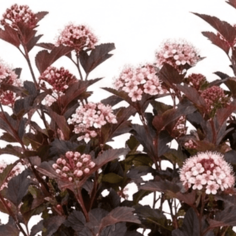 1 Physocarpus Sweet Cherry Tea Ninebark Plant, Hardy Deciduous Flowering Shrub, 3 Litre Root-Ball - Frankton's