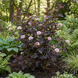 1 Physocarpus Sweet Cherry Tea Ninebark Plant, Hardy Deciduous Flowering Shrub, 3 Litre Root-Ball - Frankton's