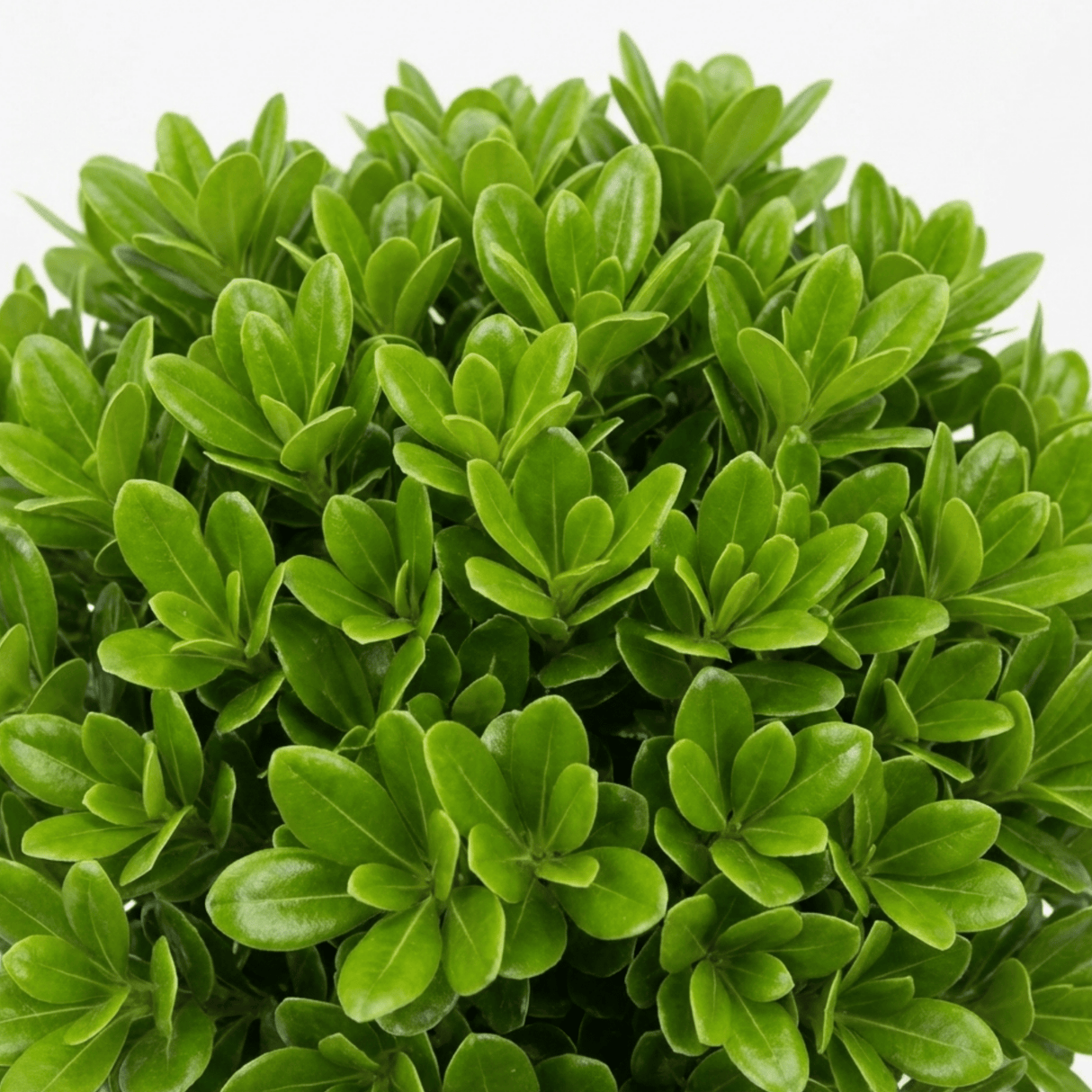 1 Pittosporum Golf Ball Evergreen Shrub, Hardy Low Maintenance Outdoor Garden Plant, 3 Litre Root-Ball - Frankton's