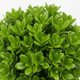 1 Pittosporum Golf Ball Evergreen Shrub, Hardy Low Maintenance Outdoor Garden Plant, 3 Litre Root-Ball - Frankton's