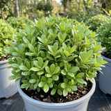 1 Pittosporum Golf Ball Evergreen Shrub, Hardy Low Maintenance Outdoor Garden Plant, 3 Litre Root-Ball - Frankton's
