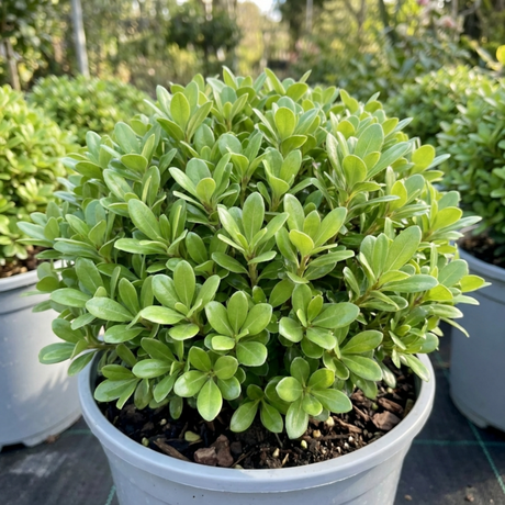 1 Pittosporum Golf Ball Evergreen Shrub, Hardy Low Maintenance Outdoor Garden Plant, 3 Litre Root-Ball - Frankton's