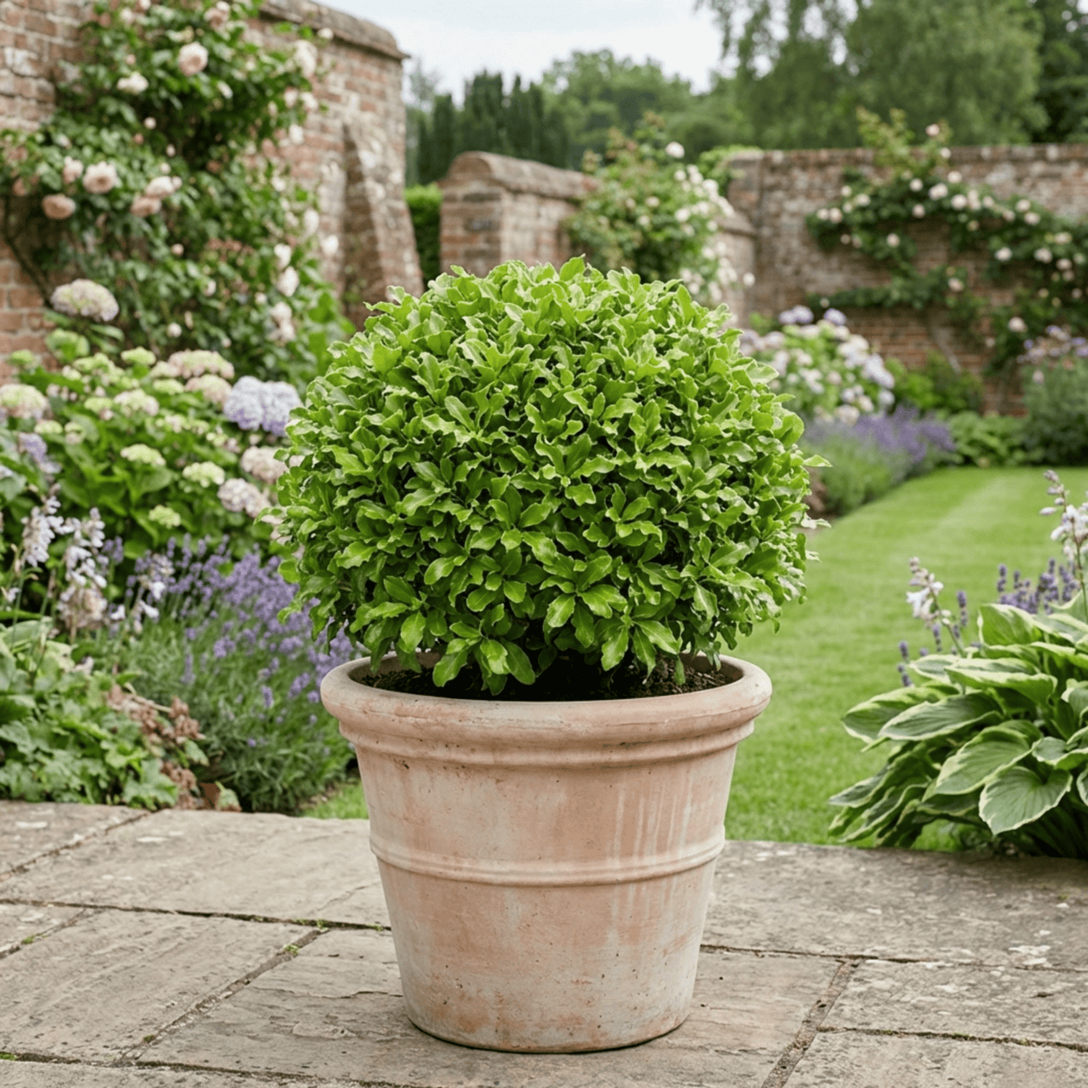 1 Pittosporum Golf Ball Evergreen Shrub, Hardy Low Maintenance Outdoor Garden Plant, 3 Litre Root-Ball - Frankton's