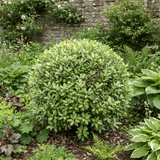 1 Pittosporum Golf Ball Evergreen Shrub, Hardy Low Maintenance Outdoor Garden Plant, 3 Litre Root-Ball - Frankton's
