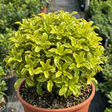 1 Pittosporum Tenuifolium Golden Ball, Hardy Evergreen Shrub for Garden, 3 Litre Root Ball - Frankton's