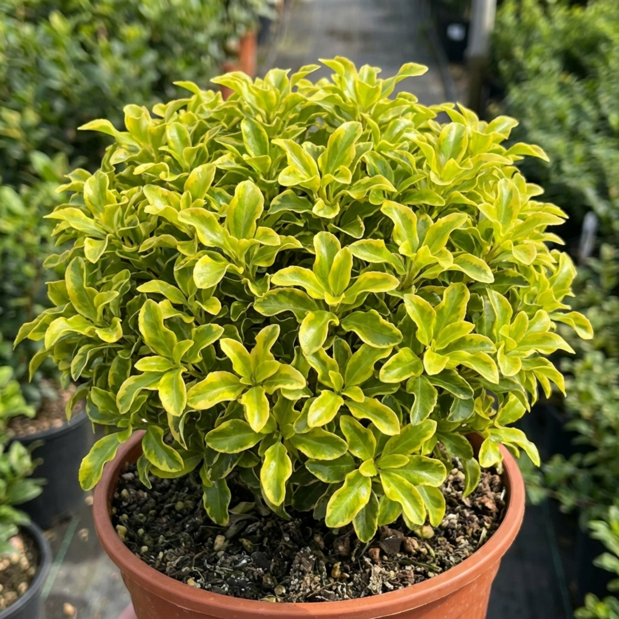 1 Pittosporum Tenuifolium Golden Ball, Hardy Evergreen Shrub for Garden, 3 Litre Root Ball - Frankton's