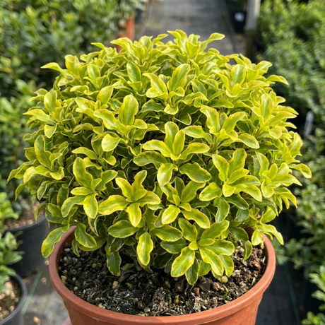 1 Pittosporum Tenuifolium Golden Ball, Hardy Evergreen Shrub for Garden, 3 Litre Root Ball - Frankton's