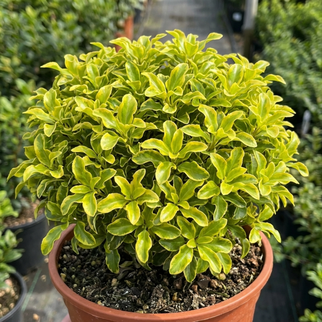 1 Pittosporum Tenuifolium Golden Ball, Hardy Evergreen Shrub for Garden, 3 Litre Root Ball - Frankton's