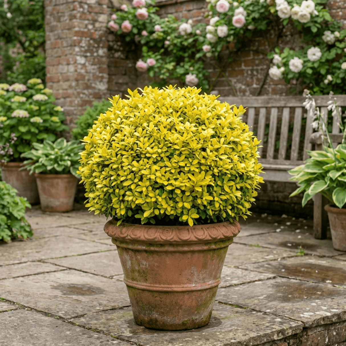 1 Pittosporum Tenuifolium Golden Ball, Hardy Evergreen Shrub for Garden, 3 Litre Root Ball - Frankton's