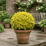 1 Pittosporum Tenuifolium Golden Ball, Hardy Evergreen Shrub for Garden, 3 Litre Root Ball - Frankton's