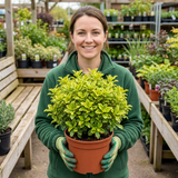 1 Pittosporum Tenuifolium Golden Ball, Hardy Evergreen Shrub for Garden, 3 Litre Root Ball - Frankton's