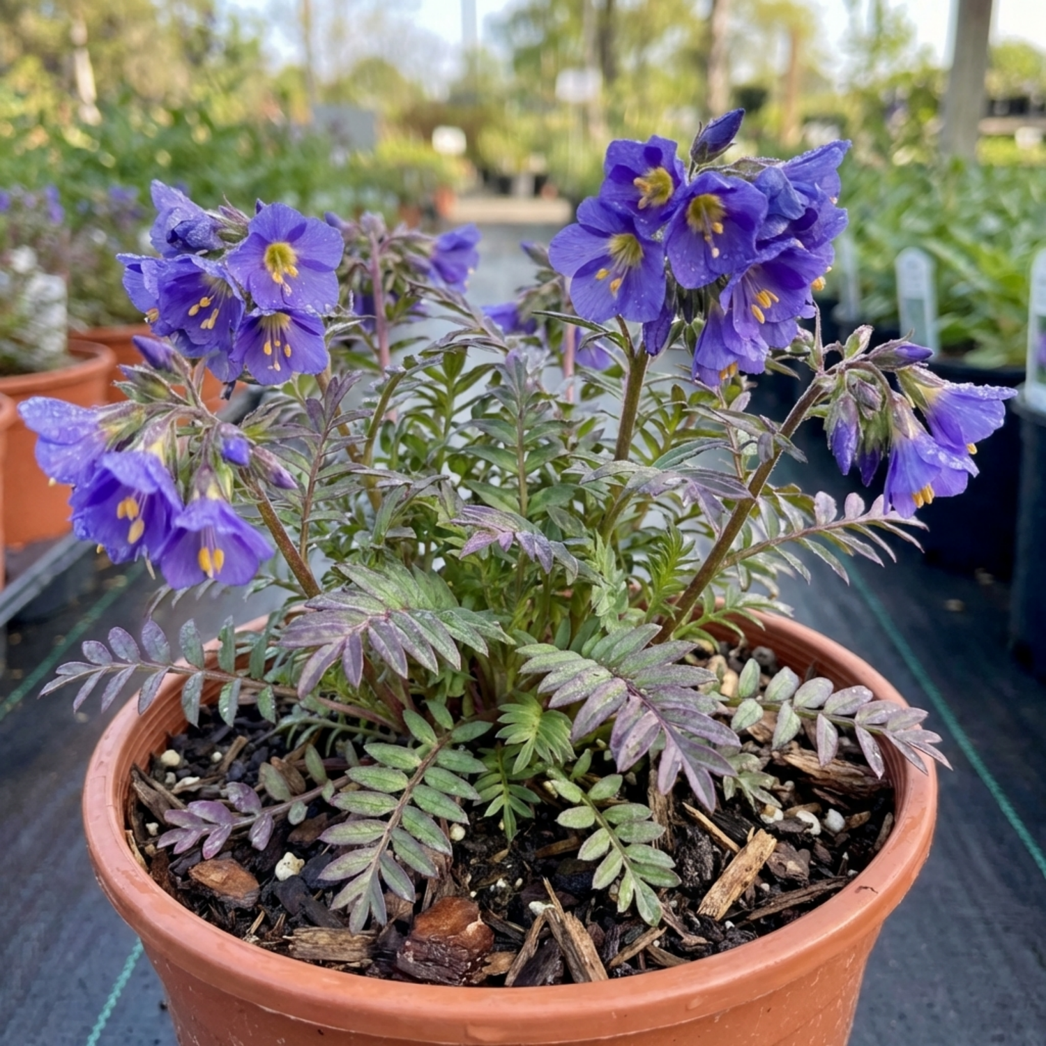 1 Polemonium Heaven Scent Flowering Plant, Hardy Perennial for Cottage Garden, Bee Friendly, 3 Litre Root Ball - Frankton's
