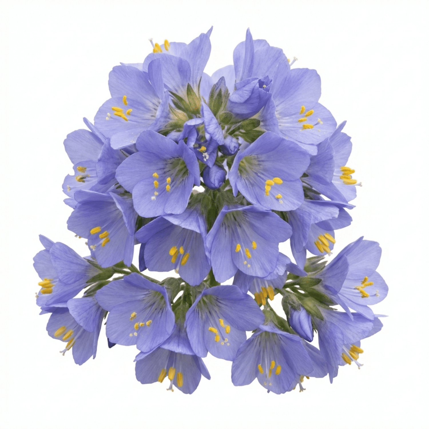 1 Polemonium Heaven Scent Flowering Plant, Hardy Perennial for Cottage Garden, Bee Friendly, 3 Litre Root Ball - Frankton's