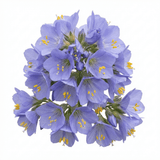 1 Polemonium Heaven Scent Flowering Plant, Hardy Perennial for Cottage Garden, Bee Friendly, 3 Litre Root Ball - Frankton's