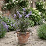1 Polemonium Heaven Scent Flowering Plant, Hardy Perennial for Cottage Garden, Bee Friendly, 3 Litre Root Ball - Frankton's