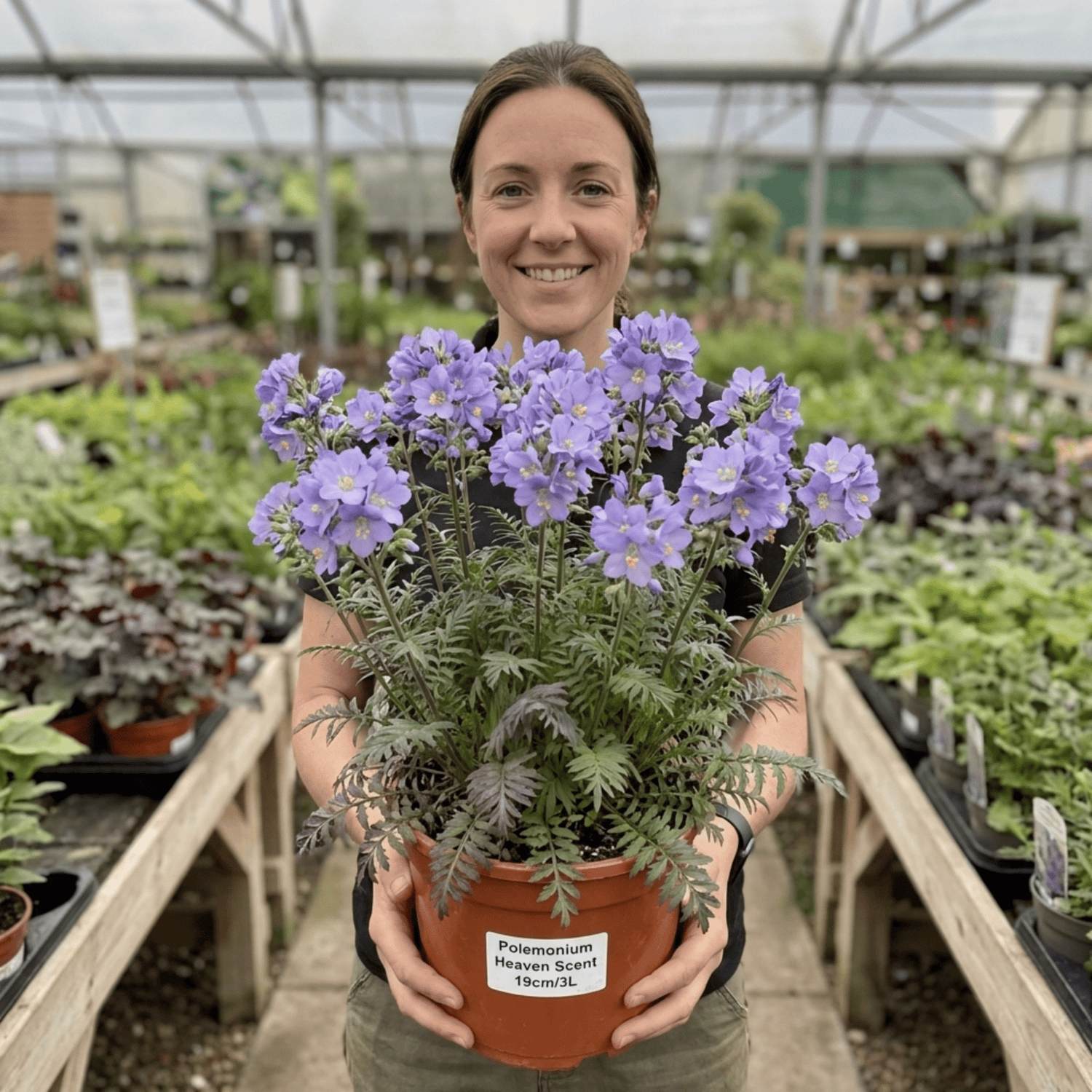 1 Polemonium Heaven Scent Flowering Plant, Hardy Perennial for Cottage Garden, Bee Friendly, 3 Litre Root Ball - Frankton's