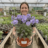 1 Polemonium Heaven Scent Flowering Plant, Hardy Perennial for Cottage Garden, Bee Friendly, 3 Litre Root Ball - Frankton's