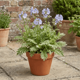 1 Polemonium Touch of Class Jacobs Ladder Plant, Hardy Variegated Cottage Garden Perennial, 3L Root Ball - Frankton's