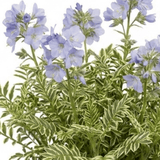 1 Polemonium Touch of Class Jacobs Ladder Plant, Hardy Variegated Cottage Garden Perennial, 3L Root Ball - Frankton's