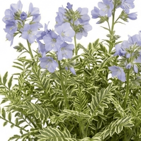 1 Polemonium Touch of Class Jacobs Ladder Plant, Hardy Variegated Cottage Garden Perennial, 3L Root Ball - Frankton's