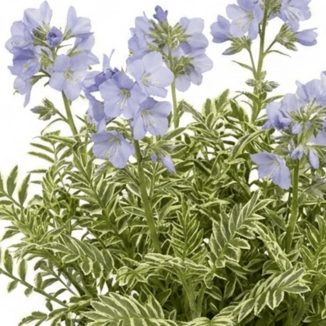 1 Polemonium Touch of Class Jacobs Ladder Plant, Hardy Variegated Cottage Garden Perennial, 3L Root Ball - Frankton's