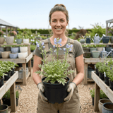 1 Polemonium Touch of Class Jacobs Ladder Plant, Hardy Variegated Cottage Garden Perennial, 3L Root Ball - Frankton's