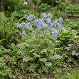 1 Polemonium Touch of Class Jacobs Ladder Plant, Hardy Variegated Cottage Garden Perennial, 3L Root Ball - Frankton's