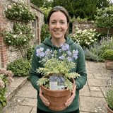1 Polemonium Touch of Class Jacobs Ladder Plant, Hardy Variegated Cottage Garden Perennial, 3L Root Ball - Frankton's