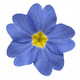 1 Primula Oakleaf Blue Perennial Plant, Hardy Spring Flowering Garden Ready, 2 Litre Root-Ball - Frankton's