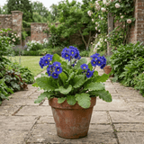 1 Primula Oakleaf Blue Perennial Plant, Hardy Spring Flowering Garden Ready, 2 Litre Root-Ball - Frankton's