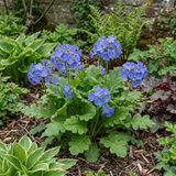 1 Primula Oakleaf Blue Perennial Plant, Hardy Spring Flowering Garden Ready, 2 Litre Root-Ball - Frankton's