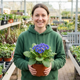 1 Primula Oakleaf Blue Perennial Plant, Hardy Spring Flowering Garden Ready, 2 Litre Root-Ball - Frankton's