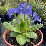 1 Primula Oakleaf Blue Perennial Plant, Hardy Spring Flowering Garden Ready, 2 Litre Root-Ball - Frankton's