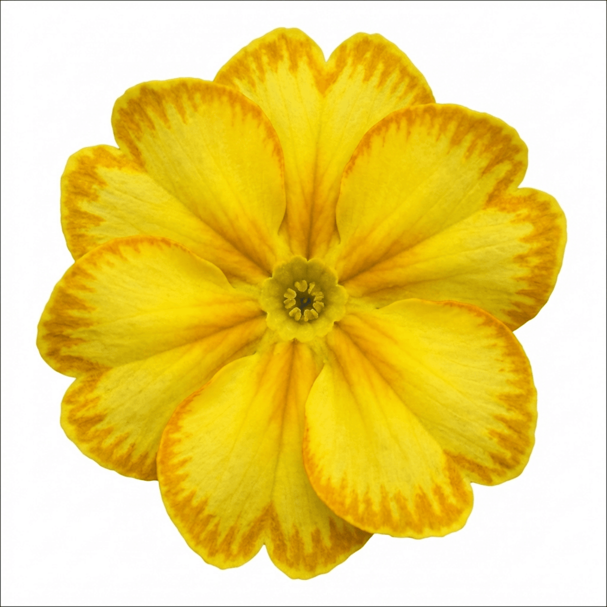 1 Primula Oakleaf Yellow Picotee Hardy Perennial Plant, Outdoor Garden Ready, 2 Litre Root Ball - Frankton's