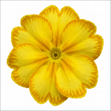 1 Primula Oakleaf Yellow Picotee Hardy Perennial Plant, Outdoor Garden Ready, 2 Litre Root Ball - Frankton's