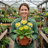 1 Primula Oakleaf Yellow Picotee Hardy Perennial Plant, Outdoor Garden Ready, 2 Litre Root Ball - Frankton's