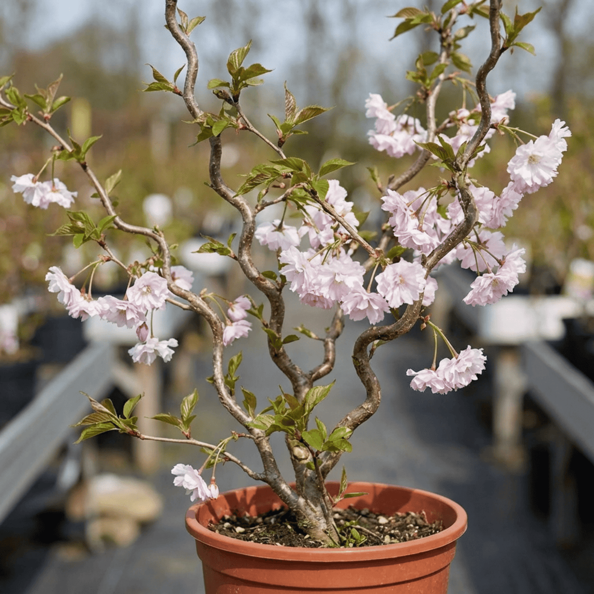 1 Prunus Kojo No Mai Flowering Hedging Plant, Low Maintenance Garden Ready, 3 Litre Root Ball - Frankton's
