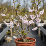1 Prunus Kojo No Mai Flowering Hedging Plant, Low Maintenance Garden Ready, 3 Litre Root Ball - Frankton's