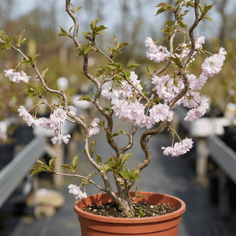 1 Prunus Kojo No Mai Flowering Hedging Plant, Low Maintenance Garden Ready, 3 Litre Root Ball - Frankton's