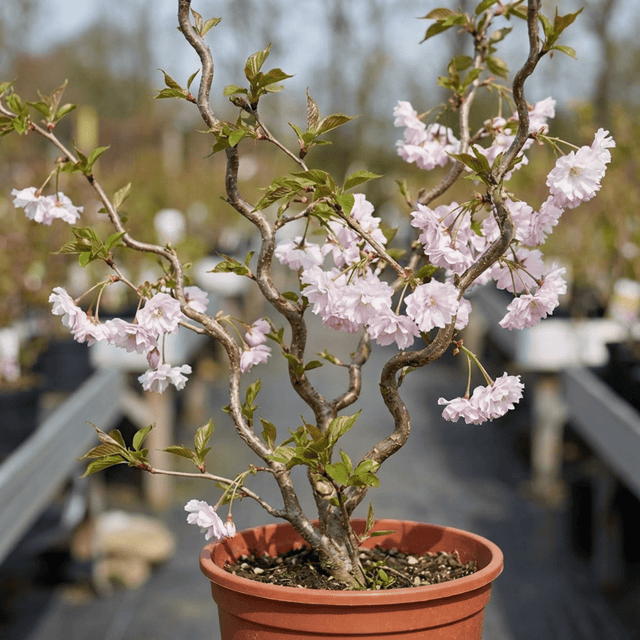 1 Prunus Kojo No Mai Flowering Hedging Plant, Low Maintenance Garden Ready, 3 Litre Root Ball - Frankton's