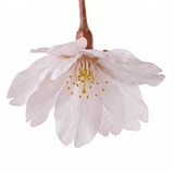 1 Prunus Kojo No Mai Flowering Hedging Plant, Low Maintenance Garden Ready, 3 Litre Root Ball - Frankton's