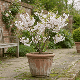 1 Prunus Kojo No Mai Flowering Hedging Plant, Low Maintenance Garden Ready, 3 Litre Root Ball - Frankton's