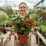 1 Pyracantha Orange Glow Firethorn Plant, Evergreen Fast Growing Climbing Hedge Shrub, 2L Root-Ball - Frankton's
