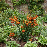 1 Pyracantha Orange Glow Firethorn Plant, Evergreen Fast Growing Climbing Hedge Shrub, 2L Root-Ball - Frankton's