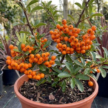 1 Pyracantha Orange Glow Firethorn Plant, Evergreen Fast Growing Climbing Hedge Shrub, 2L Root-Ball - Frankton's