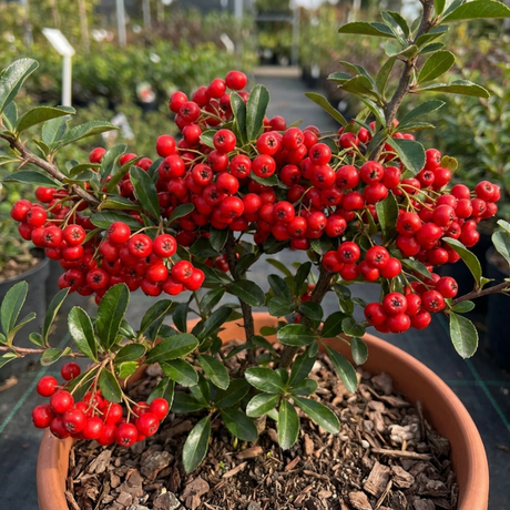 1 Pyracantha Red Star Firethorn Plant, Hardy Evergreen Climbing Hedge Shrub, 3 Litre Root Ball - Frankton's