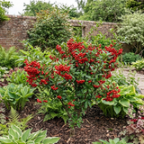 1 Pyracantha Red Star Firethorn Plant, Hardy Evergreen Climbing Hedge Shrub, 3 Litre Root Ball - Frankton's