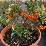 1 Pyracantha Saphyr Orange Firethorn Plant, Evergreen Hardy Hedge Climbing Shrub, 2 Litre Root Ball - Frankton's