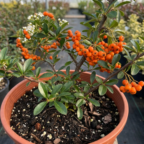 1 Pyracantha Saphyr Orange Firethorn Plant, Evergreen Hardy Hedge Climbing Shrub, 2 Litre Root Ball - Frankton's